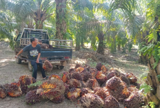 Harga Sawit di Sumsel Periode Desember 2024 Diprediksi Mendekati Rp4.000 per Kilogram