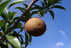 Selain Lezat dan Manis, Ini 5 Manfaat Buah Sawo Untuk Kesehatan Tubuh