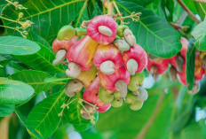 Membantu Mendukung Kesehatan Jantung, Ini 3 Manfaat Jambu Monyet