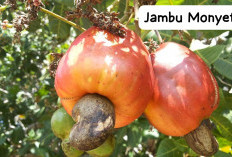 Apa Saja 5 Manfaat Mengkonsumsi Jambu Monyet Untuk Kesehatan Tubuh?