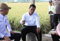 Tinjau Rawa Lebak di Ogan Ilir, Mentan RI Harap Produktivitas Padi Meningkat