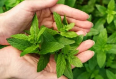 Tak Hanya Penyegar Napas, Ini 5 Manfaat Ajaib Daun Mint untuk Kesehatan