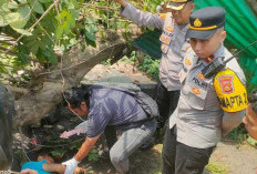 Tragis! Pohon Tumbang di Jalan Kapten A Rivai Palembang Tewaskan Pengendara Ojek Online