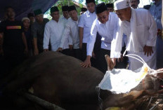 Momentum Idul Adha, H Arlan Serahkan 34 Hewan Kurban dan Ajak Warga Pererat Ukhuwah