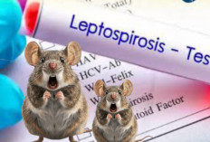 Waspada Leptospirosis! Penyakit Kencing Tikus yang Mengintai Saat Musim Hujan