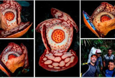 Diburu 13 Tahun! Fakta Menarik Rafflesia hasseltii yang Kini Jadi Polemik