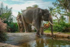 Wisata Edukasi Kebun Binatang dan Waterboom di Satu Tempat, Tepat di Pusat Kota Lampung!