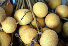 Banyak yang Belum Tau, Ini 4 Manfaat Konsumsi Buah Kelengkeng dengan Benar