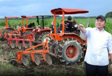 Sumsel Masuk 5 Besar Produsen Beras Nasional, Produksi Gabah Tembus Rekor Baru