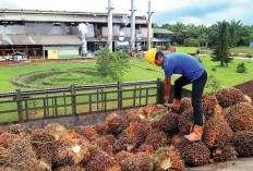 Kabupaten Muba, Penghasil Sawit Terbesar di Sumatera Selatan