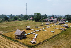 Sensasi Makan di Tengah Sawah di Palembang, Berikut Lokasinya!