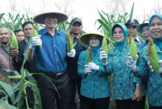 Wako Panen Jagung di Desa Persiapan Pangkul Jaya