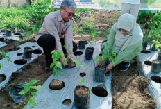 Nihil Alokasi Pupuk Subsidi