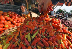 Terungkap! Ini Biang Kerok Harga Cabai Rawit Merah Mahal