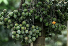 Keajaiban Buah Pinang, 8 Manfaat Kesehatan yang Tak Terduga