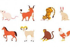 Ramalan Shio Ular, Shio Macan, Shio Naga, Shio Kuda, Shio Monyet Hari Ini