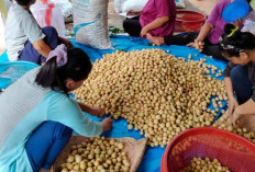 Harga Anjlok, Petani Duku di OKU Kecewa