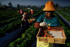 Indeks Bisnis UMKM BRI: Kinerja Terus Tumbuh dan Tetap Optimis