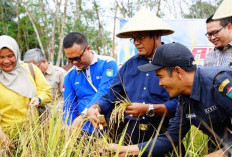 Panen Padi Gogo di Karya Mulya, Pemkot Prabumulih Pacu Produksi Pangan Lokal