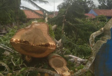 SMAN 2 Prabumulih Tebang Pohon Berisiko dan Perbaiki Genteng Sekolah