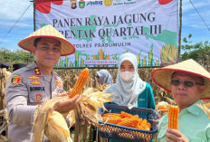 Lahan 20 Hektare Dimaksimalkan, Polres Prabumulih Catat Produksi Jagung 73 Ton