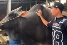 Sapi Kurban Presiden untuk Prabumulih Disalurkan ke Masjid Sirojul Islam Muntang Tapus