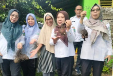 Aktif Lagi Pasca Ramadan, KWT Karang Raja Fokus Kembangkan Pangan Rumah Tangga