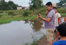 Buaya 2 Meter Muncul di Sungai Pampangan, Warga Panik dan Cemas