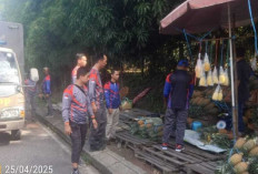 Pol PP Prabumulih Tertibkan Pedagang Nanas di Padat Karya 