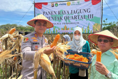 Polres Prabumulih Sukses Tanam Jagung 34,5 Hektare, 2026 Diperluas 40,5 Hektare 