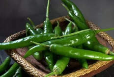 5 Manfaat Cabai Hijau yang Bikin Tubuh Lebih Sehat