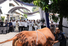Semangat Berbagi Idul Adha 1446 H, Bapekis dan Karyawan BRI Salurkan 961 Hewan Kurban untuk Masyarakat