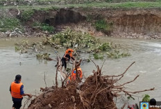 Respon Cepat, BPBD Prabumulih Evakuasi Pohon Tumbang Antisipasi Banjir di Sungai Kelekar