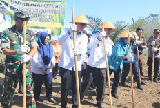 PJ Wako Tanam Perdana Padi Gogo Tumpang Sisip di Lahan Sawit