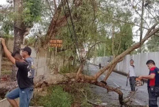 Waspada Pohon Tumbang atap Melayang 