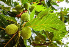 Tak Hanya Enak, Ini Deretan Manfaat Buah Sukun untuk Kesehatan Tubuh