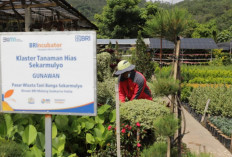 Terbesar di Indonesia, Portofolio Sustainable Finance BRI Tembus Rp796 Triliun