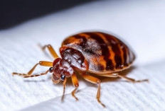 Tips Efektif Basmi Kutu Busuk dengan Air Garam dan Cuka, Bisa Dicoba di Rumah