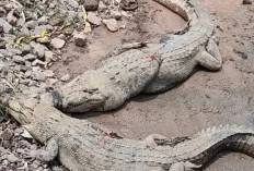 Waduh! Tiga Buaya Lepas dari Penangkaran Cianjur 