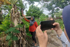 Manfaatkan Lahan Kosong jadi Lahan Pangan, Warga Karang Jaya Prabumulih Bikin Pagar Hidup 