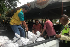 Pertamina Hulu Rokan Zona 4 Bagikan 188 Hewan Kurban kepada Masyarakat Sekitar