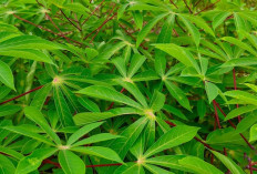 Rahasia Daun Singkong, Obat Alami untuk Radang Sendi dan Rematik