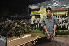 Pria di Kota Nanas Curi Ribuan Nanas dari Kebun, Nyaris Diamuk Massa 