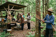 Harga Getah Karet di Prabumulih Meroket, Tembus Rp21 Ribu per Kg