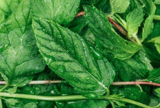 Manfaat Daun Sirih Untuk Kesehatan, Obat Alami Sejak Dulu