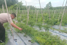 Tak Hanya Jaga Kamtibmas, Polres Prabumulih Kawal Ketahanan Pangan Lahan Cabai di Desa Pangkul