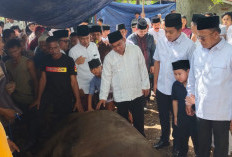 Presiden RI Kirim Sapi Kurban 998 Kg ke Prabumulih, Warga RKT Antusias Sambut Idul Adha