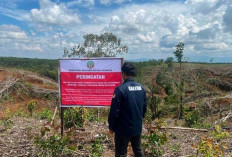 Lima Lahan Disegel, 12 Pihak Diperiksa: Gakkum Selidiki Dugaan Pembalakan Liar di Hulu Batang Toru