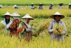 Sudah Tahu Belum? Ini 3 Kepanjangan Profesi di Indonesia, Petani, Guru dan Polisi 