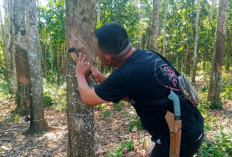 Getah Berkurang, Harga Turun: Keluhan Petani Karet Sumsel di Tengah Musim Hujan